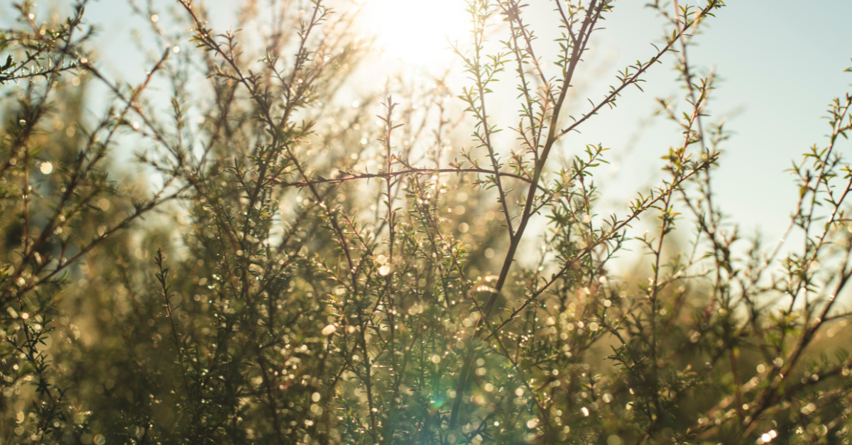 Plasters for 2025 cracked heels