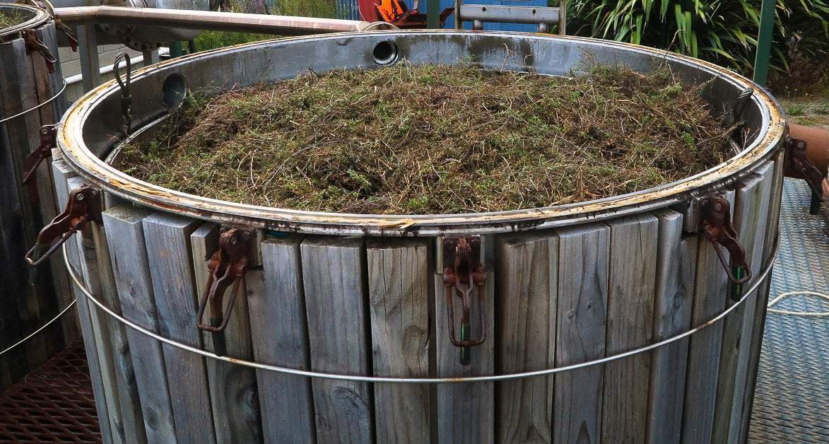 Manuka leaf ready for distillation