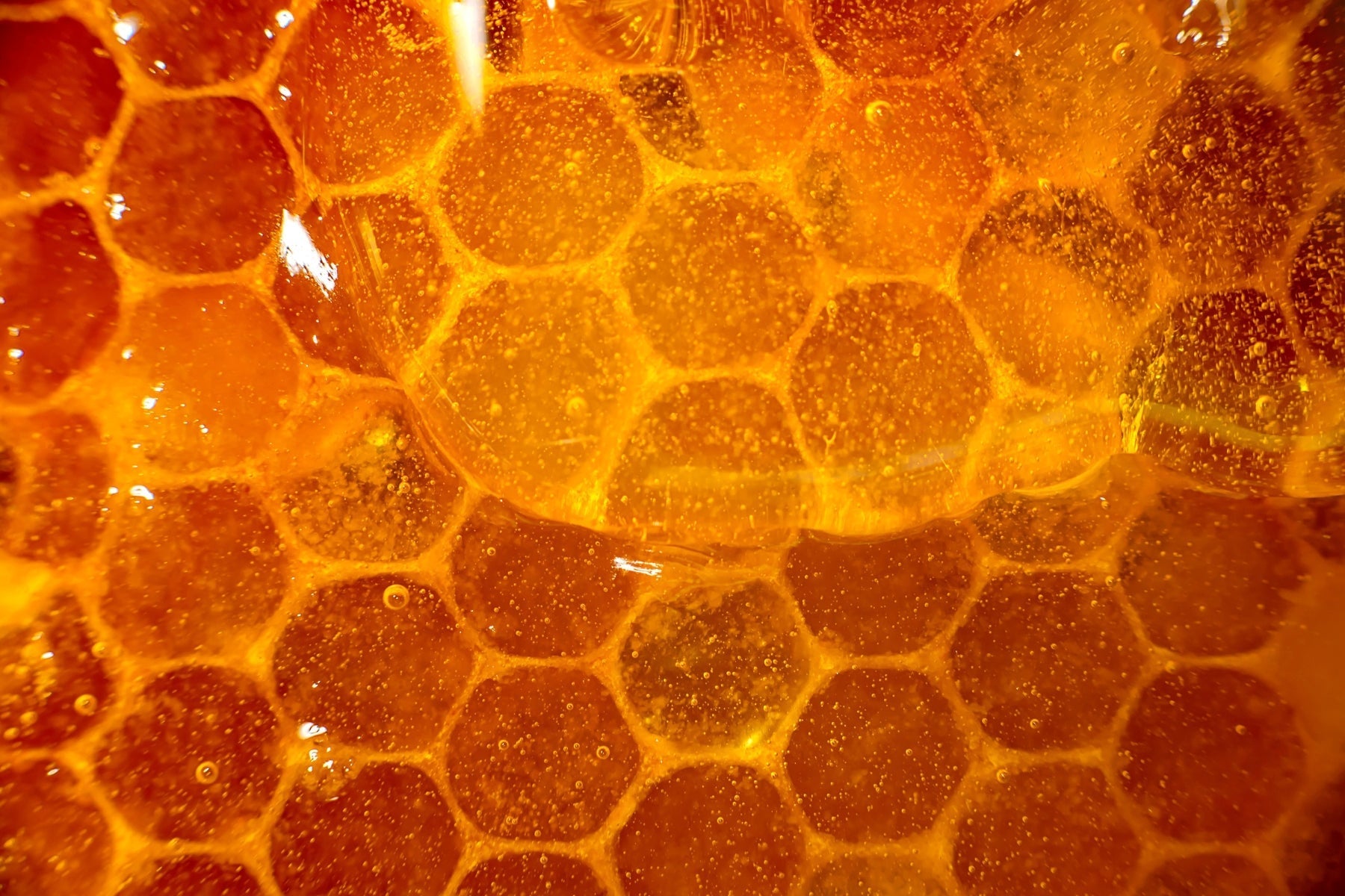 Close-up of honeycomb with manuka honey