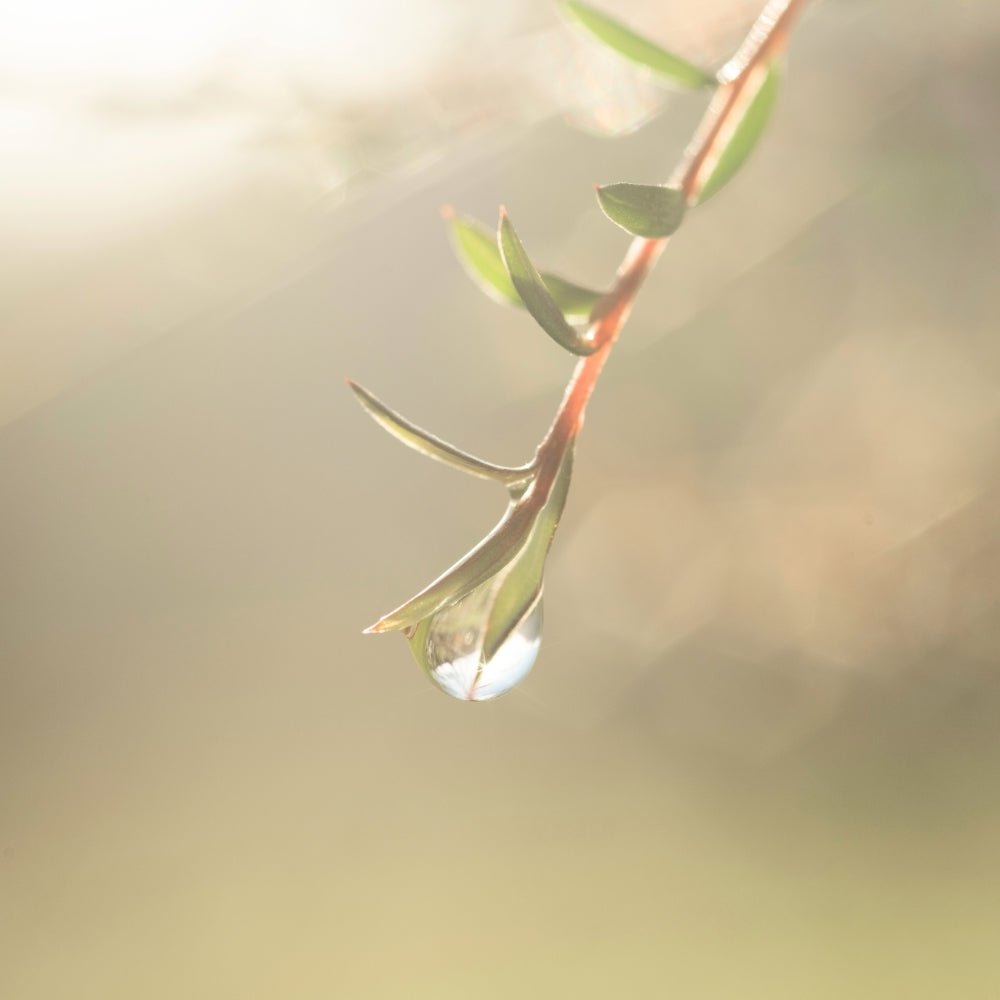 A few drops of water on manuka twigs